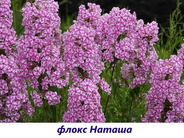 phlox Natasha