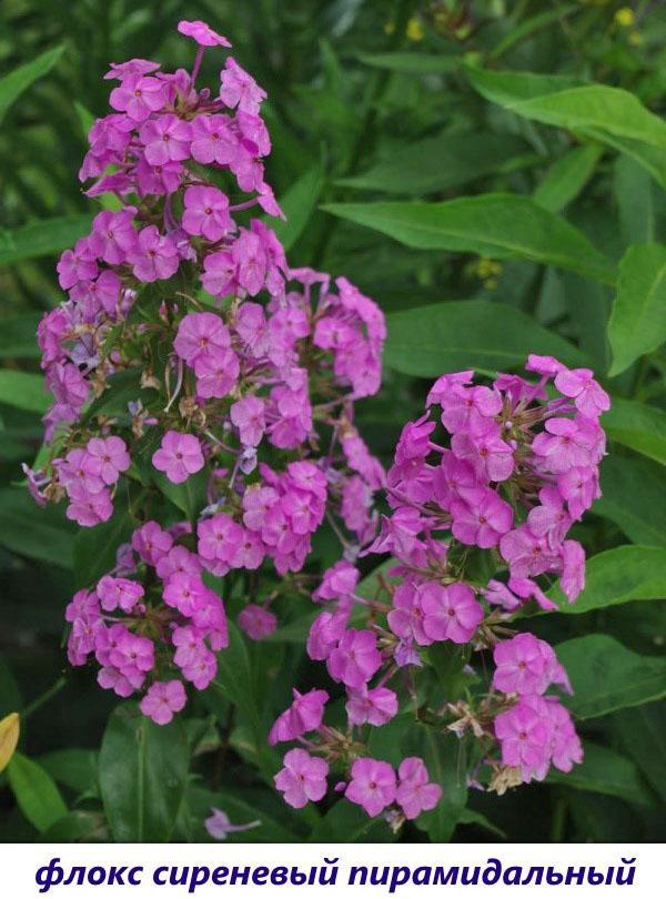 lilas pyramidal phlox