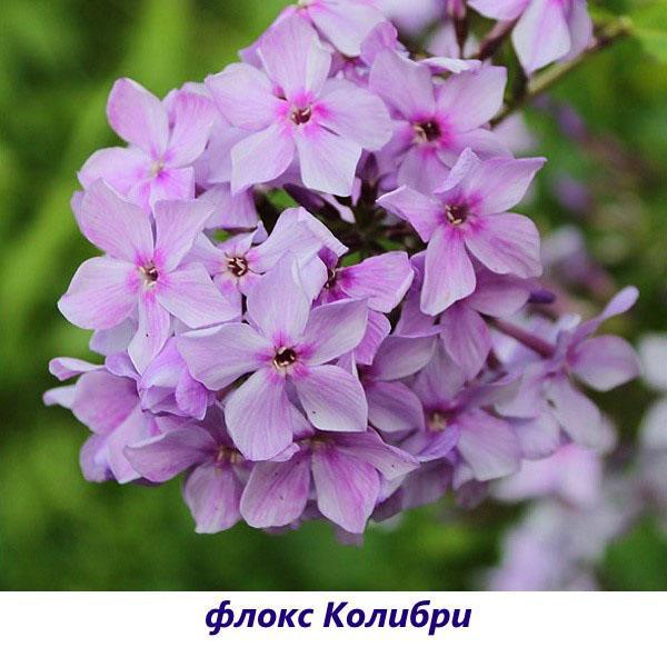 colibrí phlox