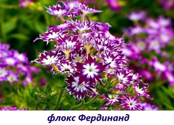 phlox ferdinand