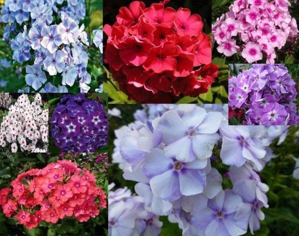 las mejores variedades de phlox