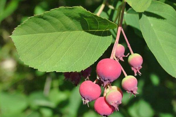 hojas y frutos de irgi