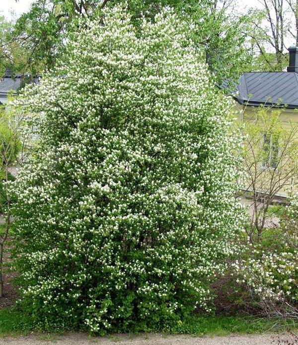 épi d'irga en fleurs