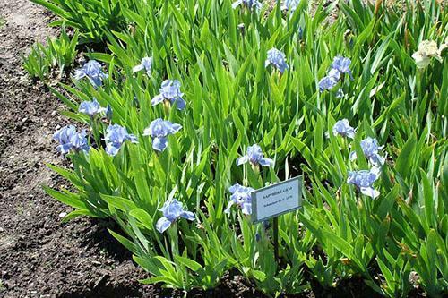 gema de zafiro iris