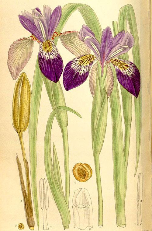 iris Clarkei