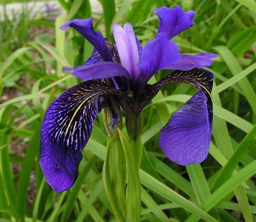 iris Delavayi