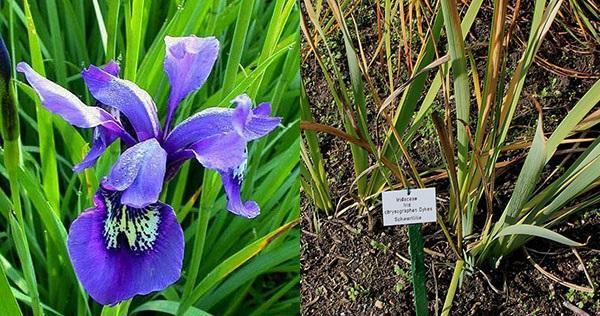 iris Dykesii