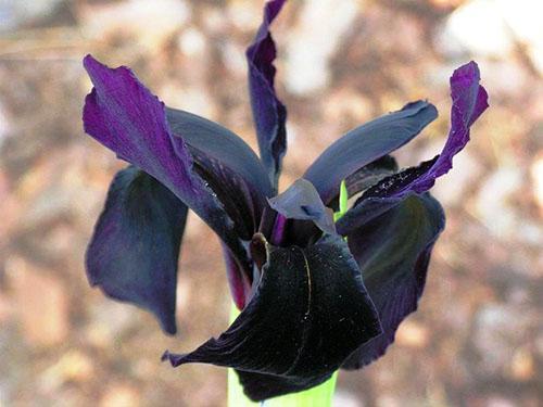 iris forma negra