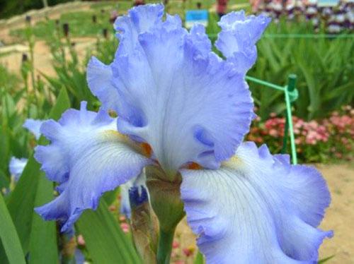 Iris Nuage Ballet