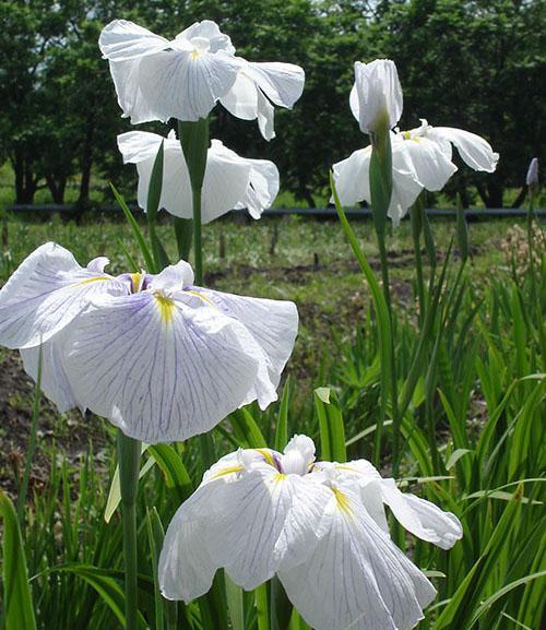 iris fantôme du bonheur