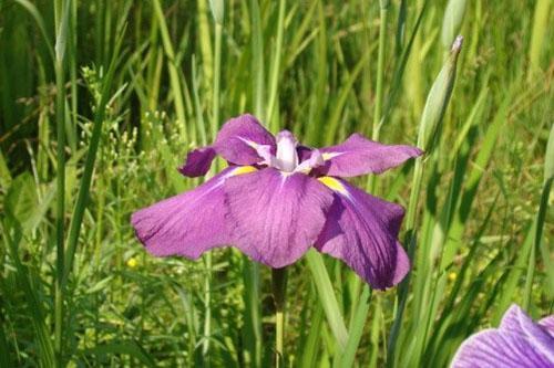 Iris japonés Altai
