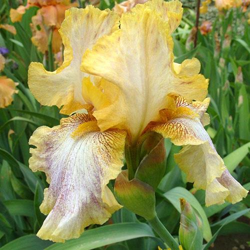 iris depeche mode