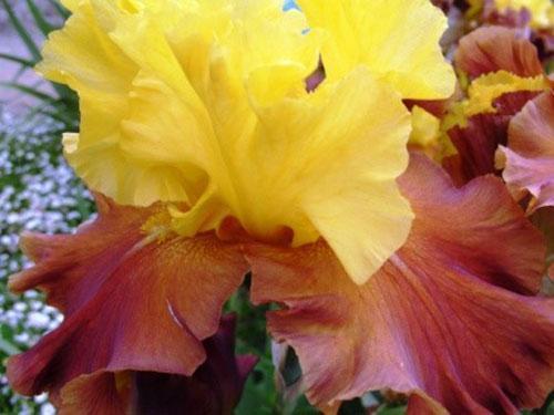 iris arabe histoire