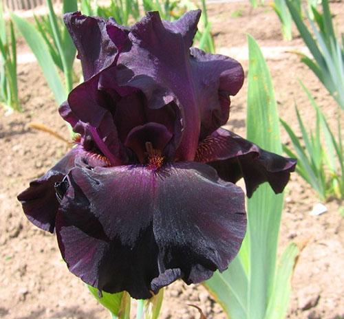 iris de nuevo en negro