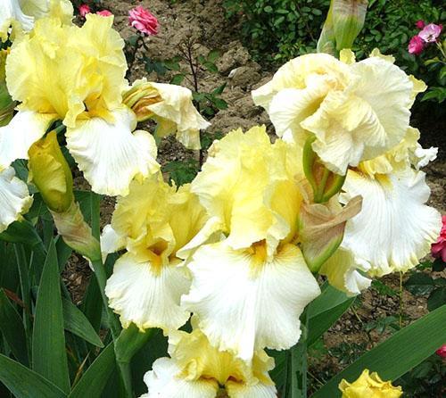 iris Heritage Encaje