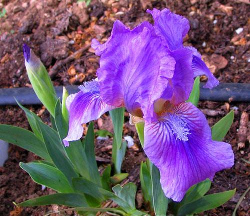 iris pequeño sueño