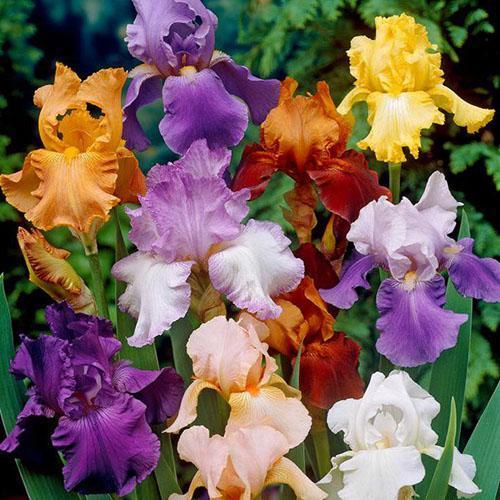 iris de diferentes variedades