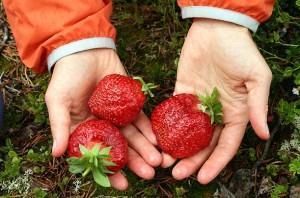 fraise gigella