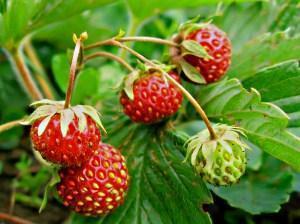 fraises sur une branche