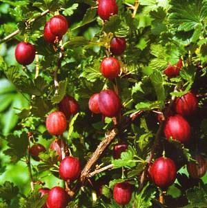 Foto de fecha de variedad de grosella espinosa