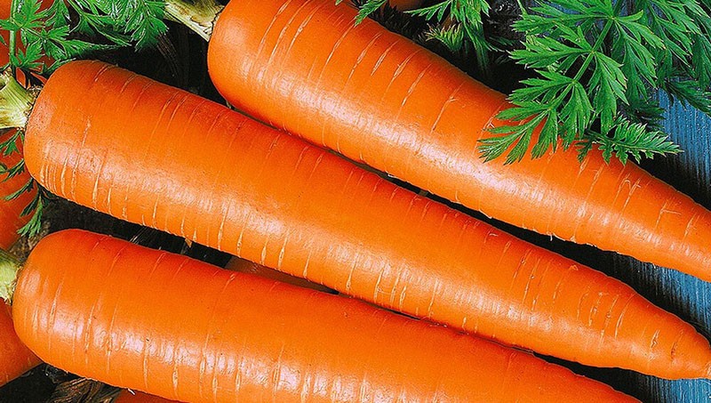 Les meilleures variétés de carottes pour la région de Moscou à maturation tardive