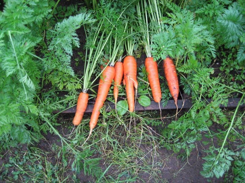 reine des carottes d'automne