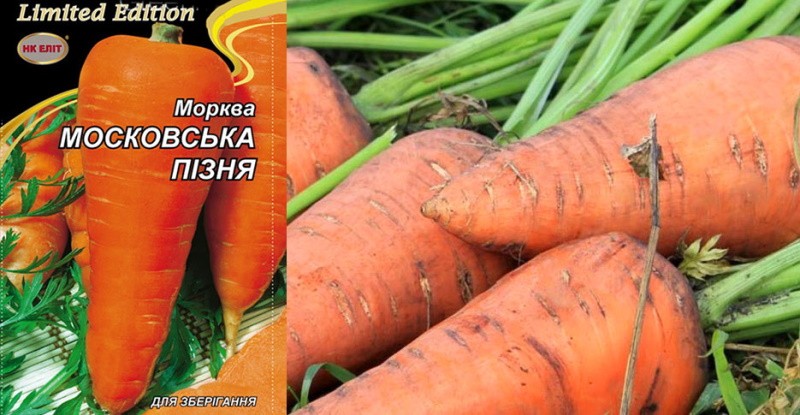 variété de carotte Moscou tardive