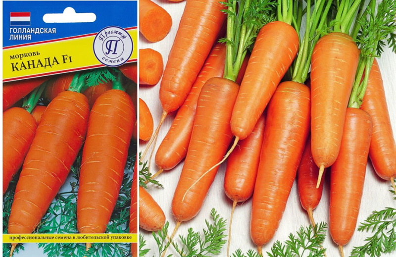 variété de carotte canada