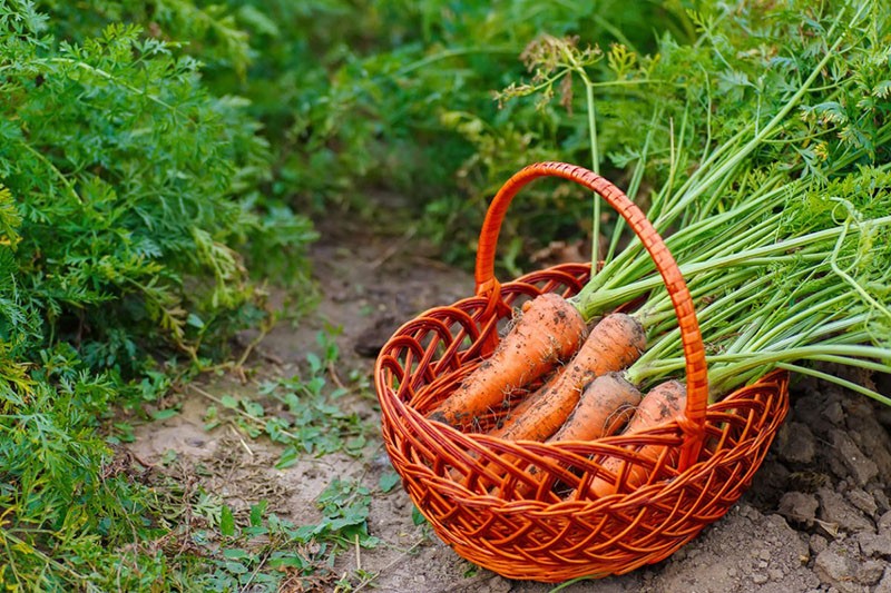 las mejores variedades de zanahorias para la región de Moscú del período de maduración temprana