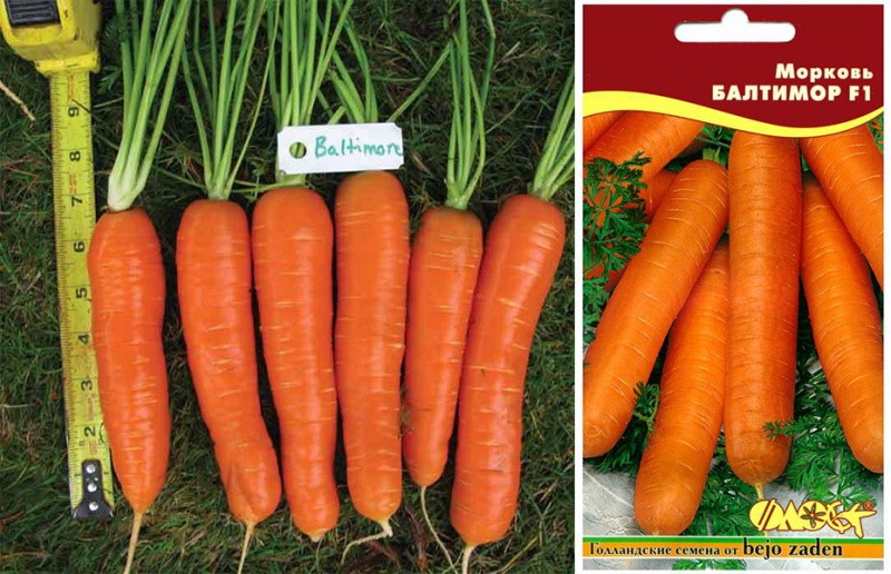 carotte variété baltimore