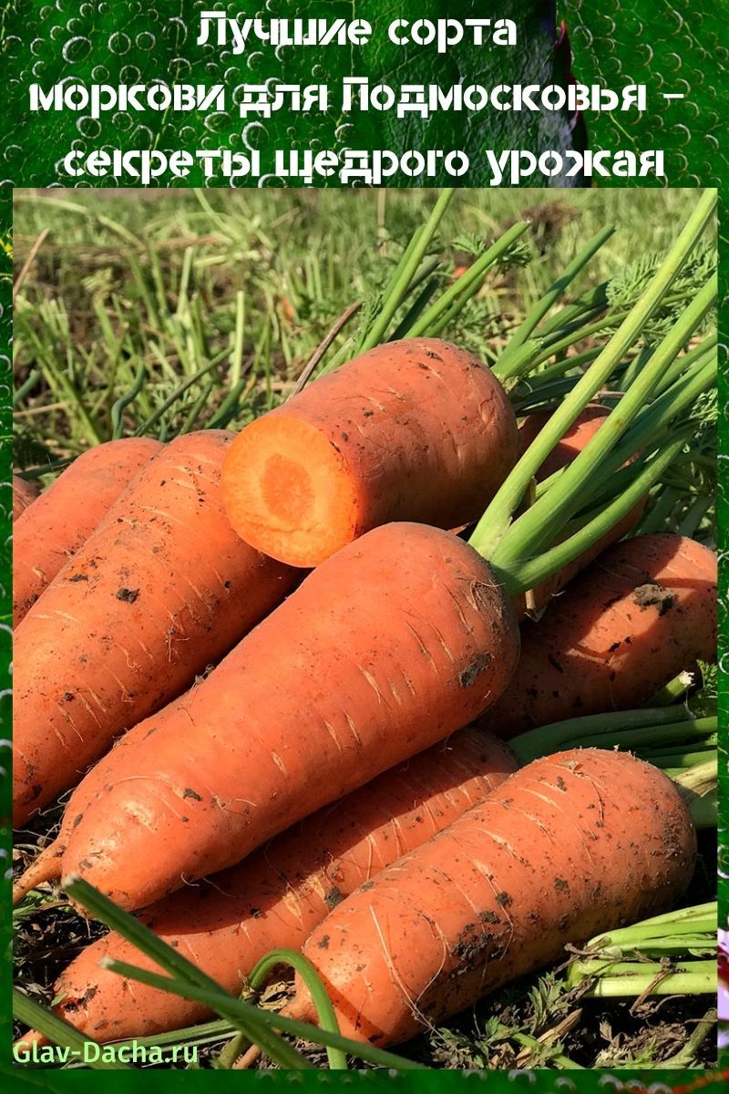 las mejores variedades de zanahorias para la región de Moscú