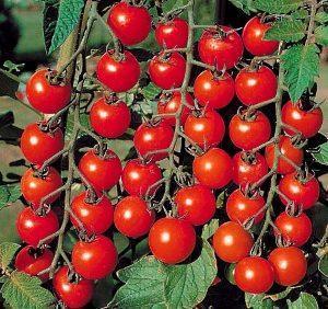 cereza