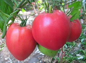 Variété de tomate Poids lourd de Sibérie - sous-dimensionné