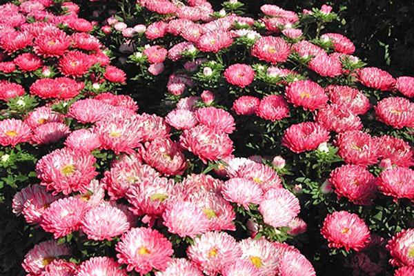 asters colonnaires