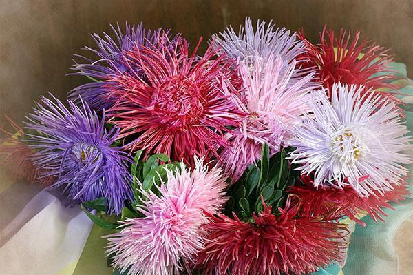 asters à l'aiguille