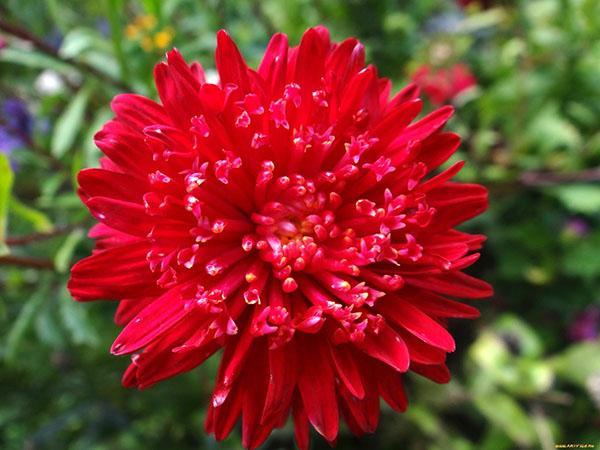 aster aster rouge