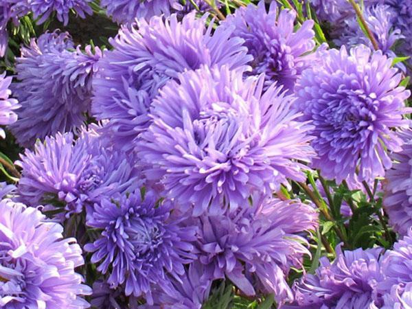 aster apollonie