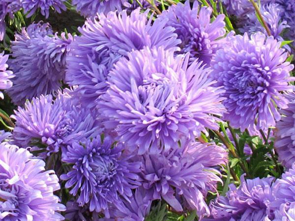 aster apolonia