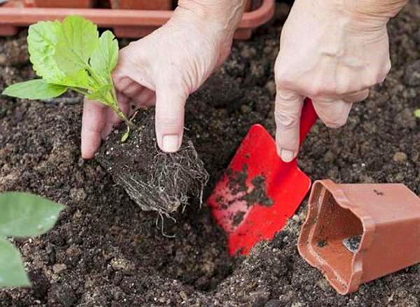 atterrissage d'asters en pleine terre