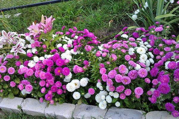 aster real enano