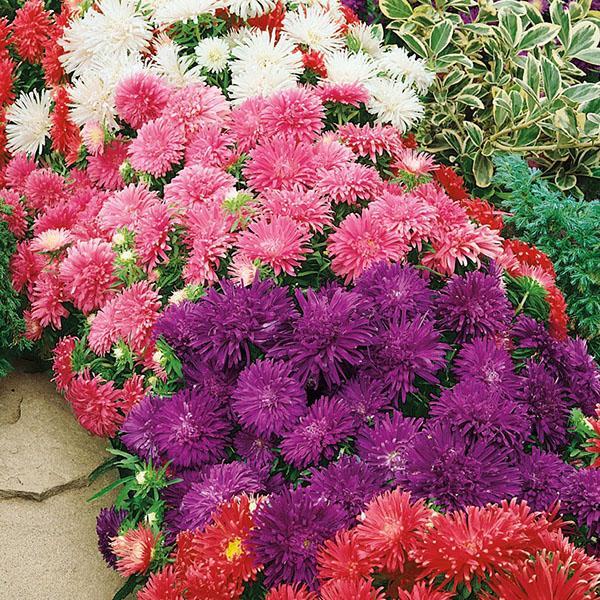aster enano