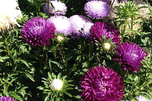 aster Erfurt enano