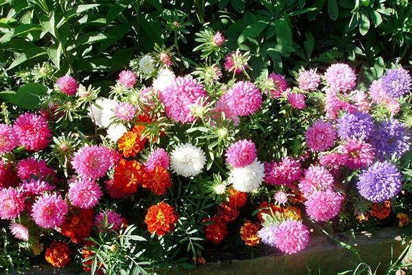 aster de frontière annuel