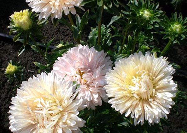 aster real