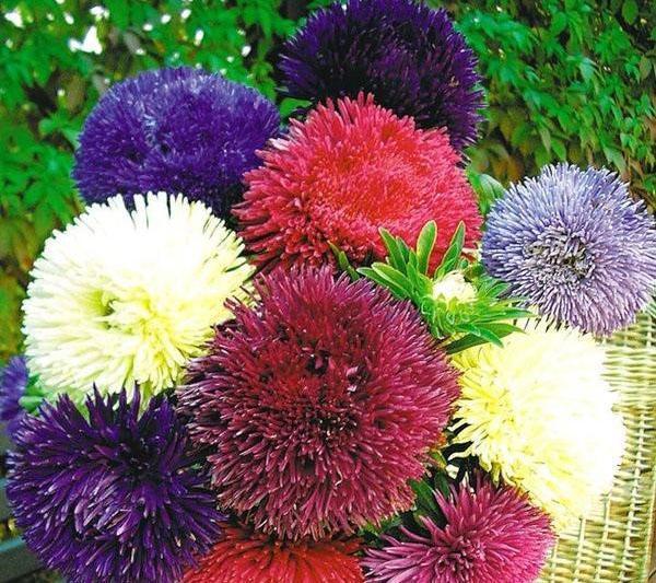 aster gala