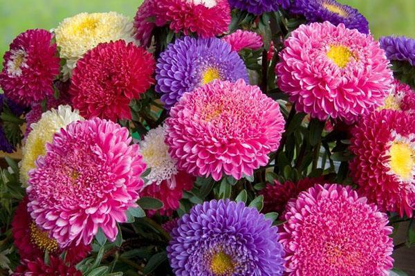 variétés d'asters annuels