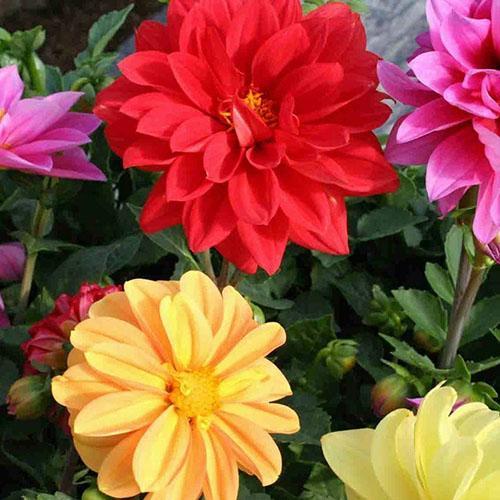 Variété Dahlia Opéra (mix)