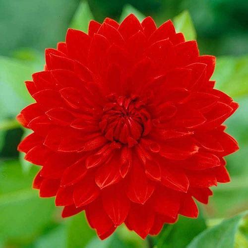 dahlia saint valentin