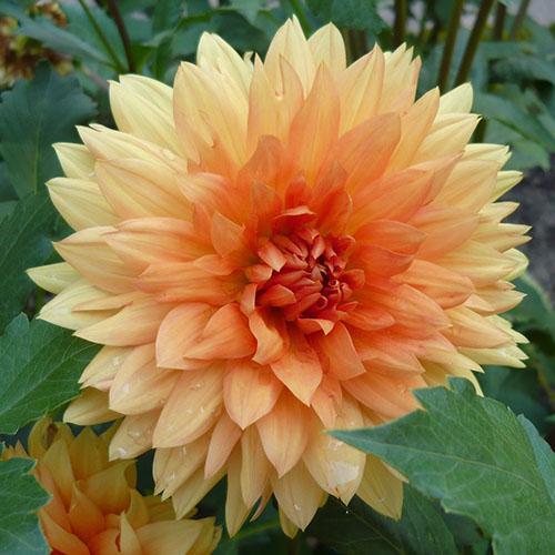 Dahlia Nordwix Gloria