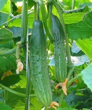 Variedad Manul F1